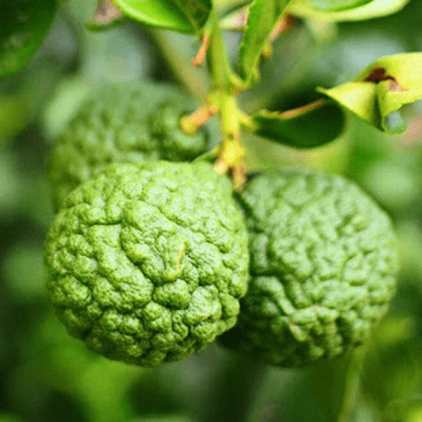 De geur Bergamot Wood