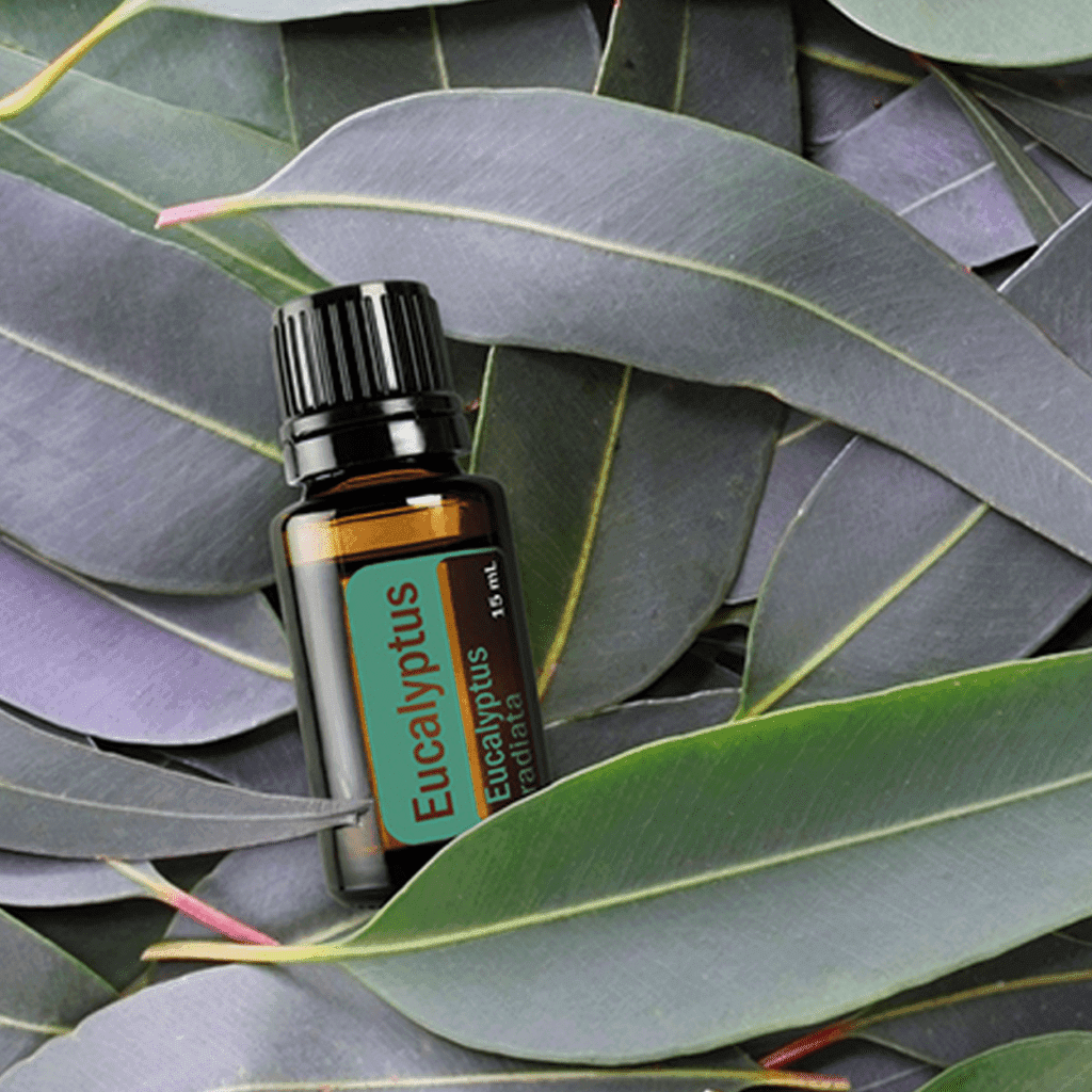 De geur Eucalyptus