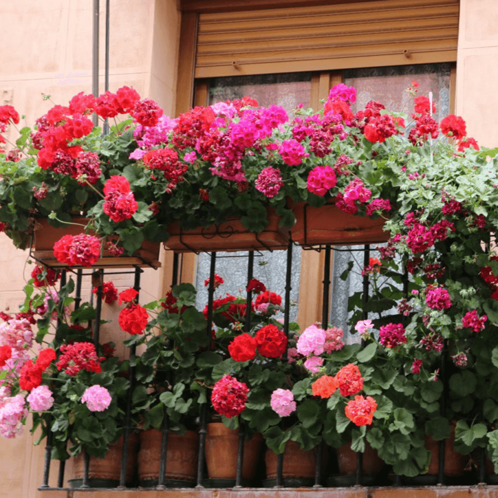 De geur Geranium