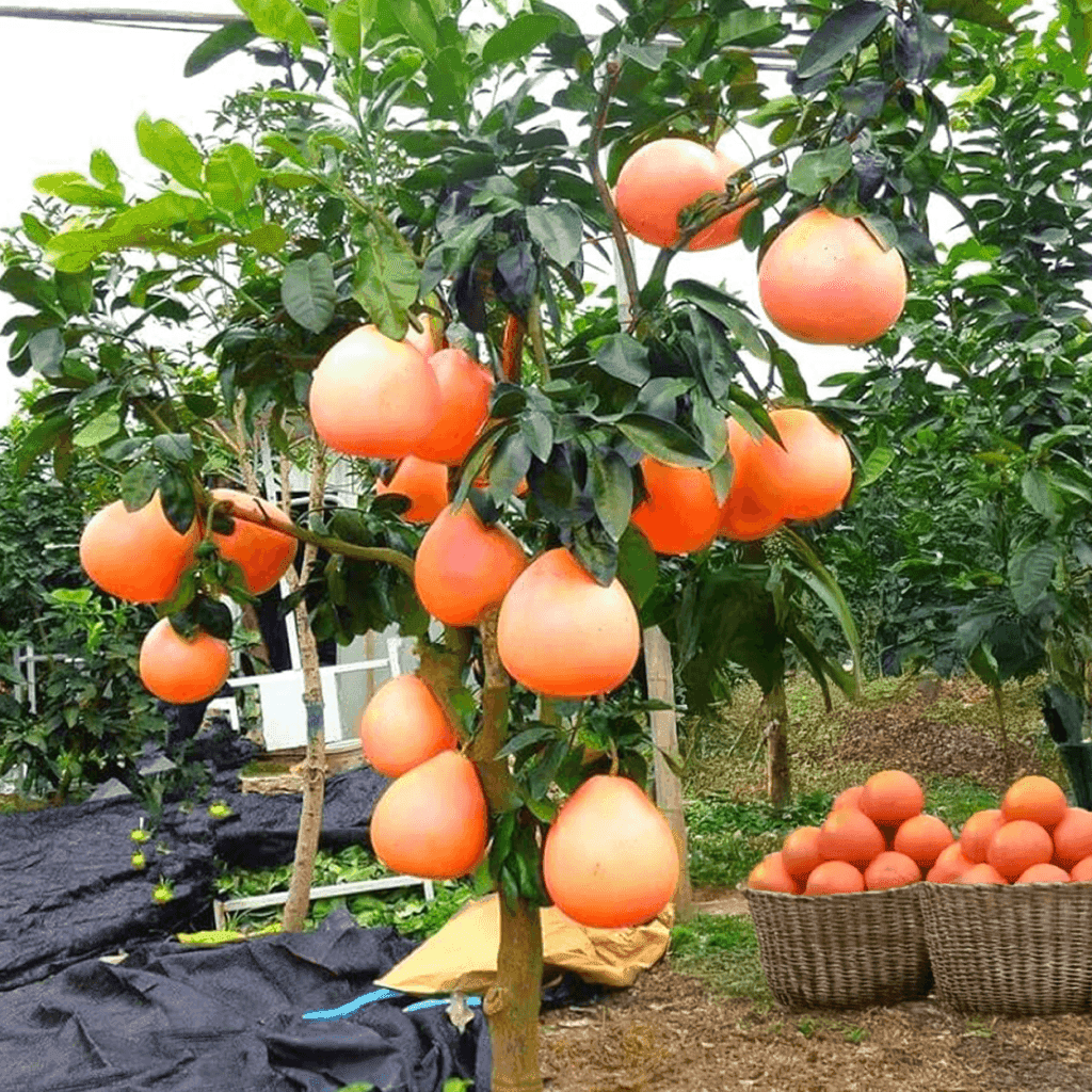 De geur Grapefruit