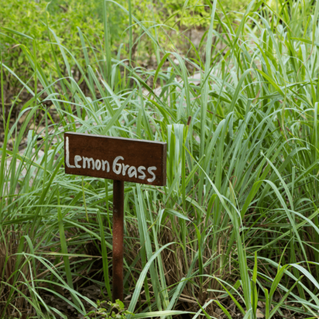De geur Lemongrass