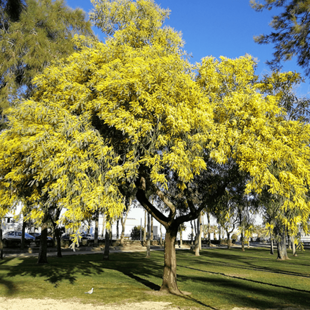 De geur Mimosa