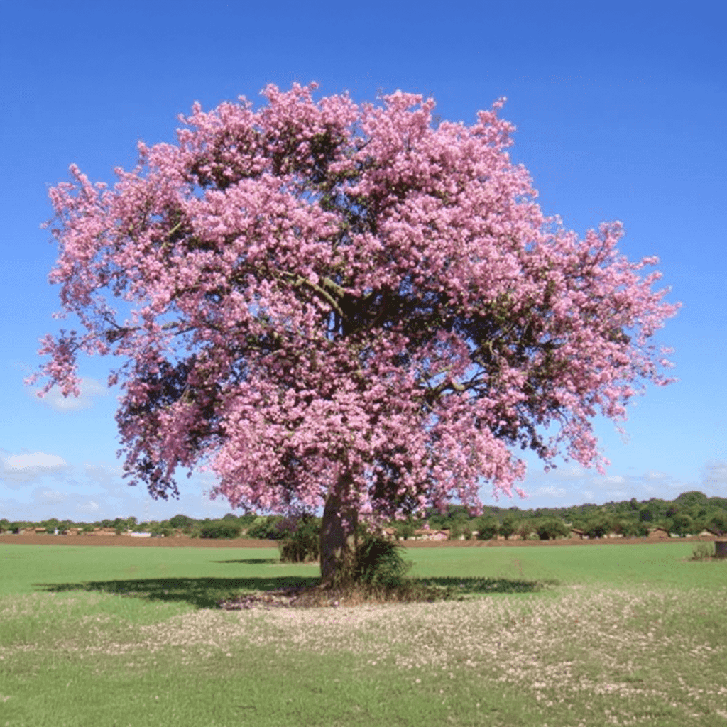 De geur Rozenhout