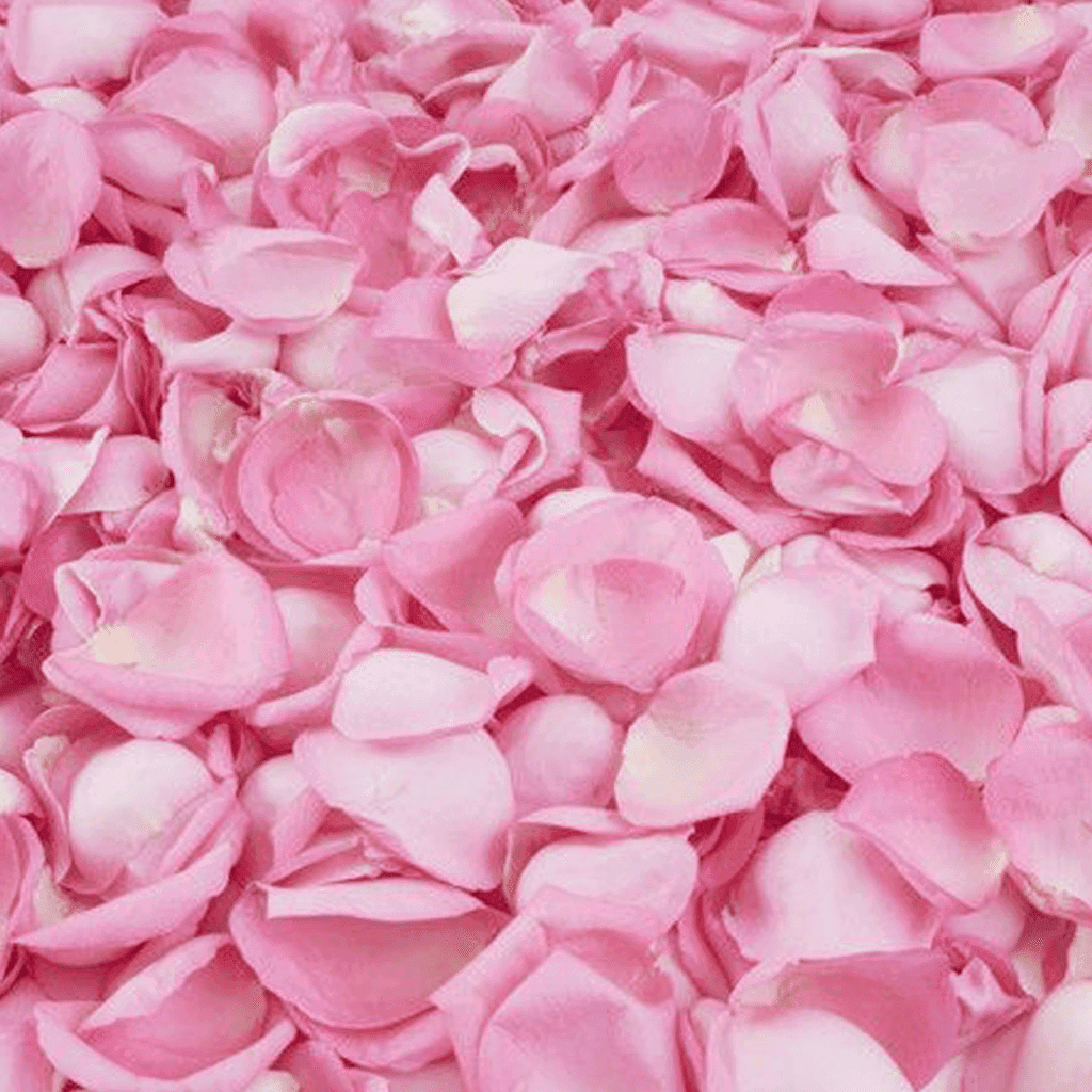 De geur Tender Rose