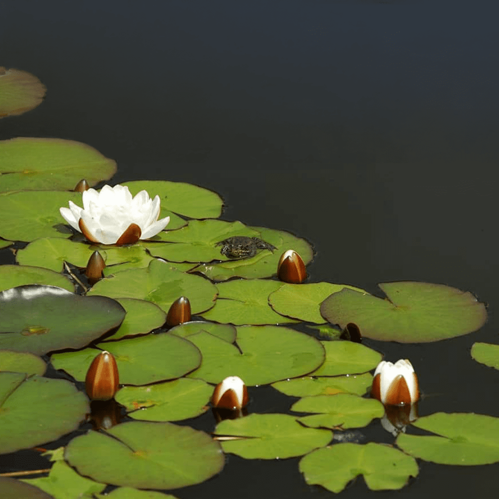 De geur White Lotus